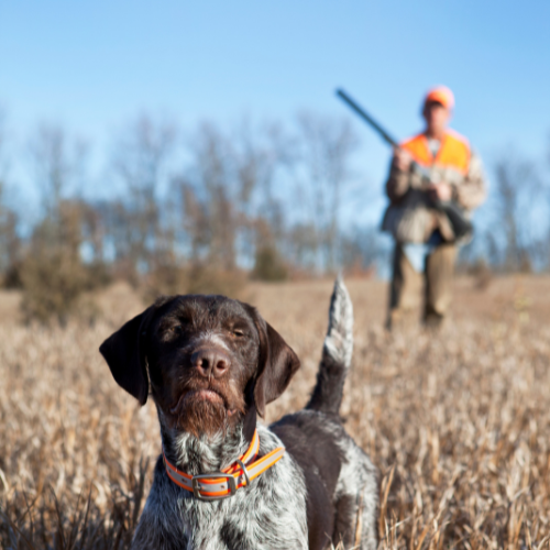 Dog in a field with a hunter in the background